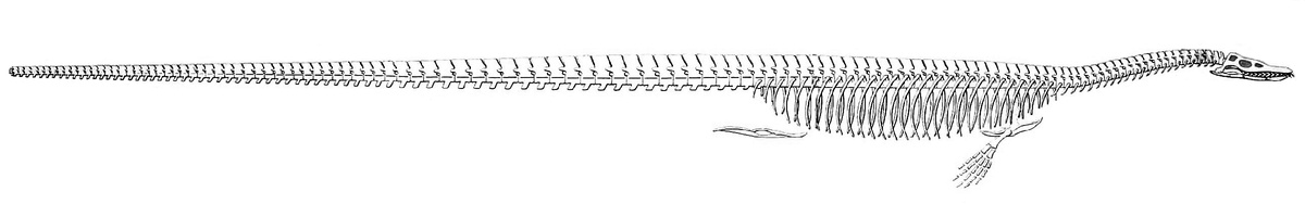 Неправильная реконструкция эласмозавра, предложенная Коупом.