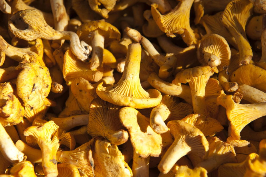    Stefan Auth/imageBROKER.com/Global Look Press