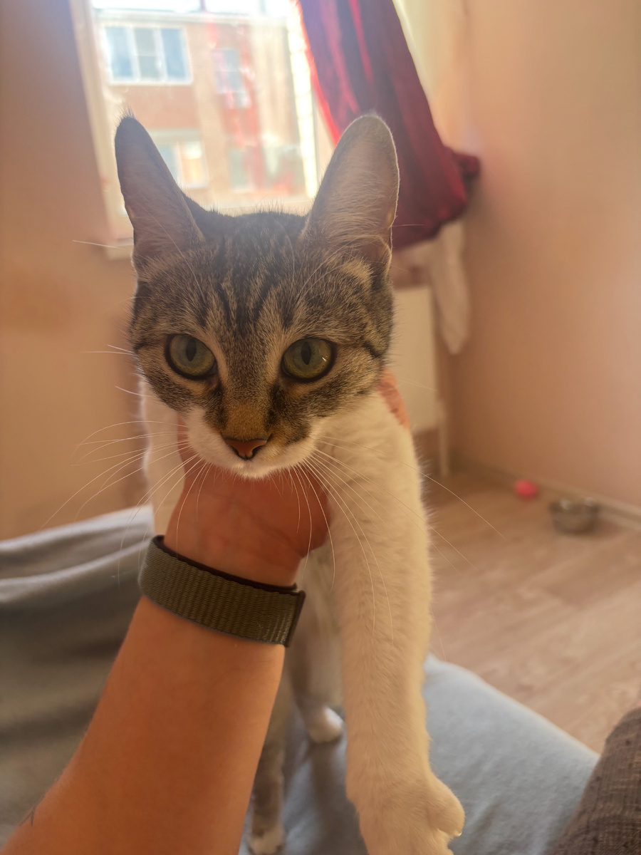 Мы еще не нарисовали картинку для нашего ситкома, поэтому будем выкладывать кошку.