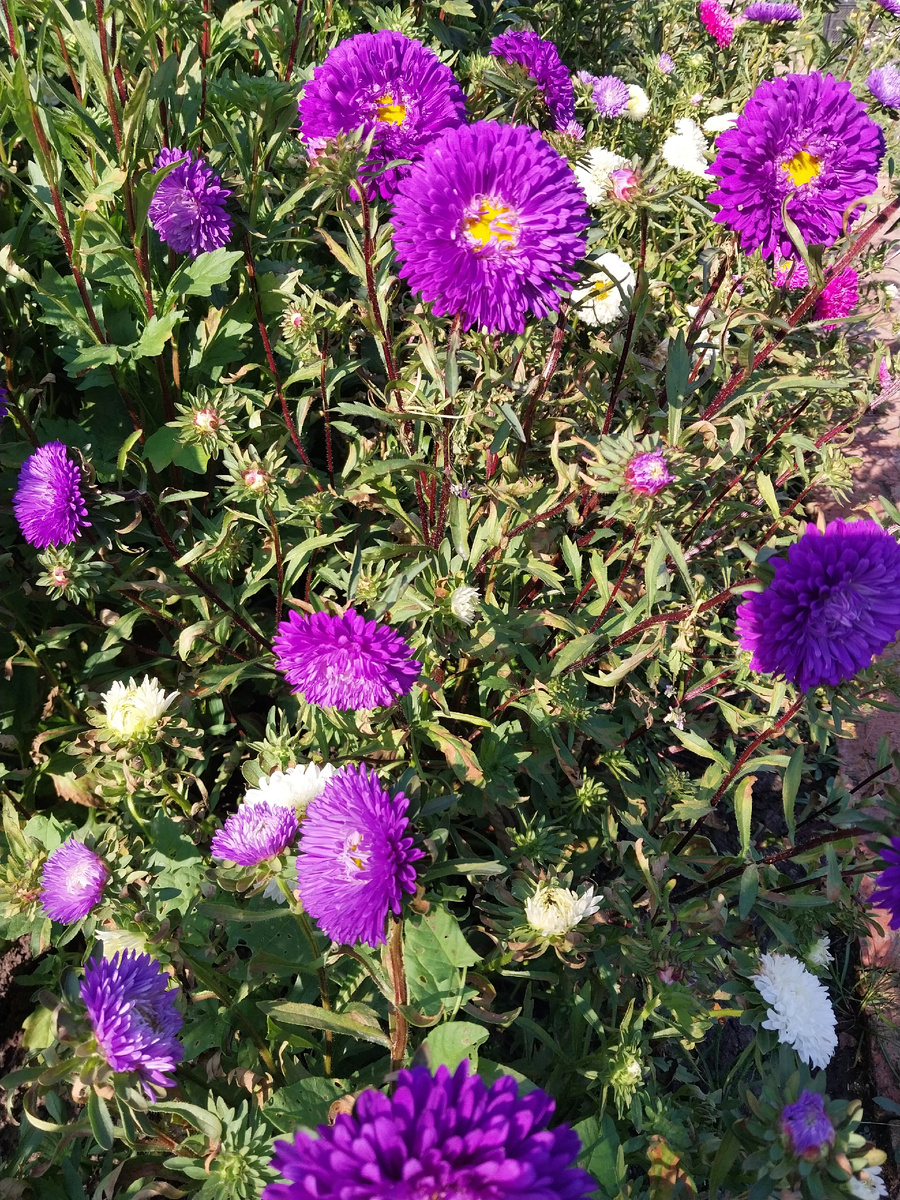 Астры. Смесь сортов.