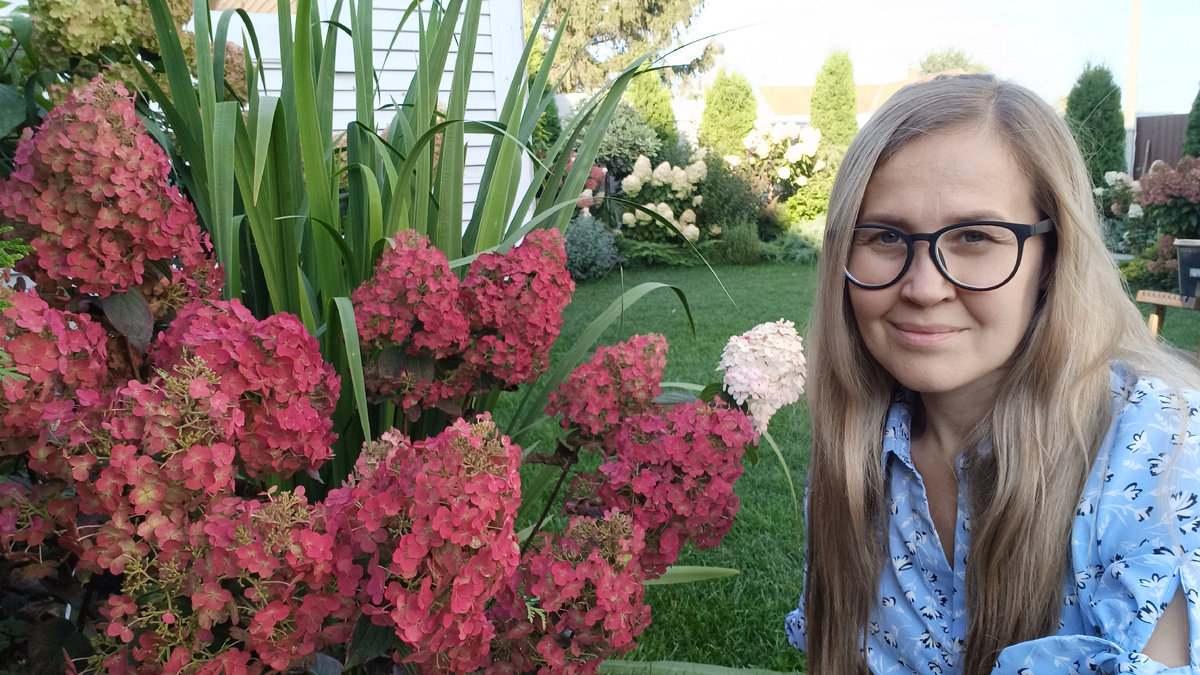 Сад автора, Метельчатая Гортензия Самарская Лидия