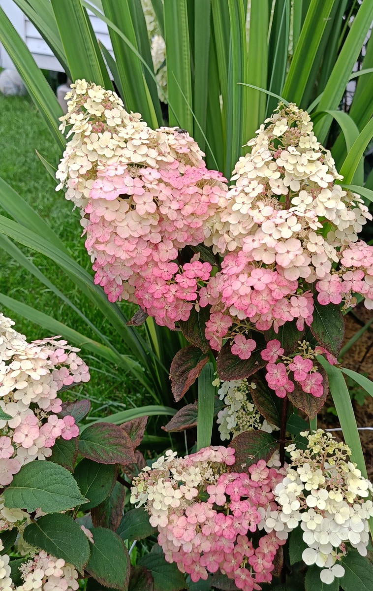 Сад автора, 10 августа, Самарская Лидия