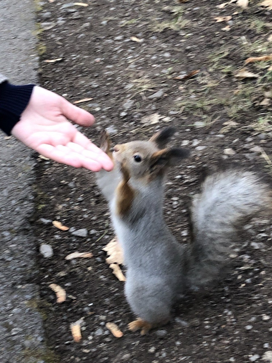 Белочка с той прогулки