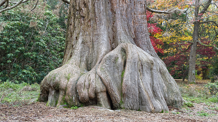    Cеквойя - одно из древнейших деревьев планеты, вырастающее до ста метров//Фото: Nick Hawkes/Shutterstock