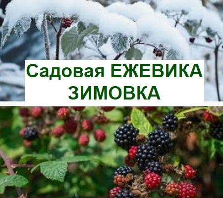 Подготовка садовой ежевики к зиме