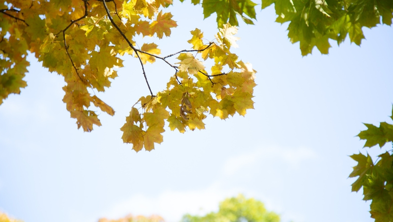      Фото: Валерия Алтухова / / ИА «Победа26»