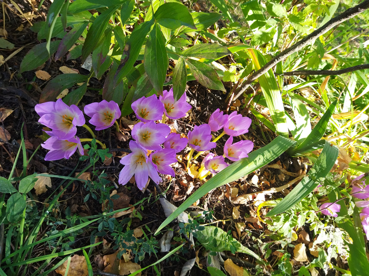 Вот такие цветочки на улице появились