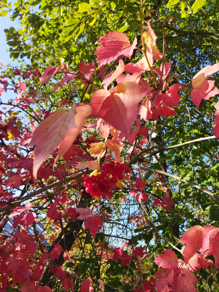 Ну, думаю калину красную каждый узнал