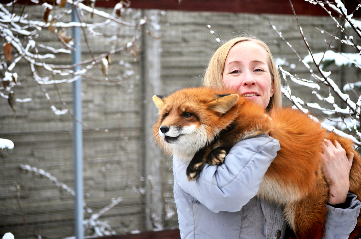 Поймала лису Фокси