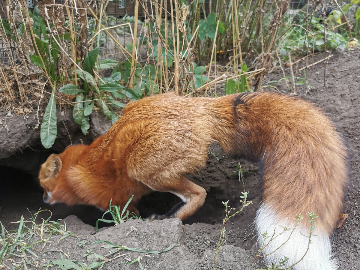 Лиса Василиса. Раскопки