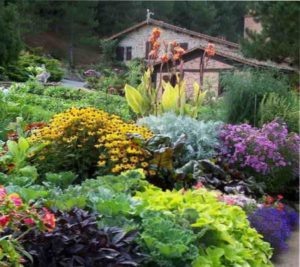 клумба из многолетников