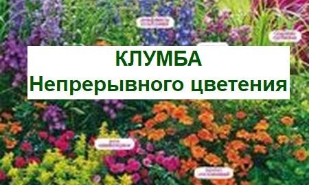 цветник непрерывного цветения