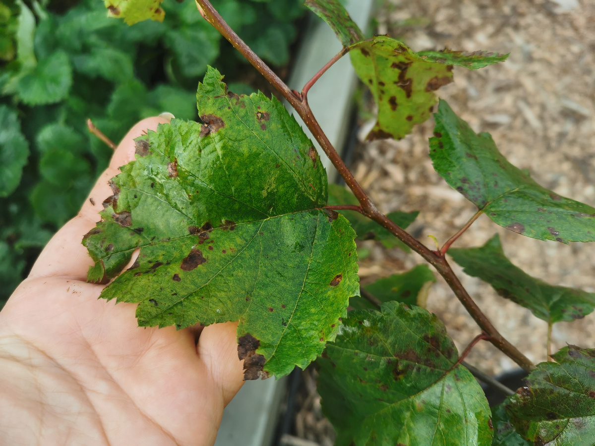 Charlottae - листва. К осени приобретает бронзовые оттенки с красным и оранжевым