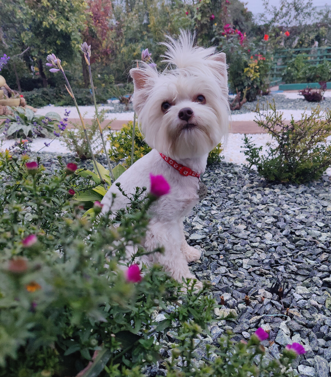 Бивер Берри Блю Йорк терьер Джульетта 