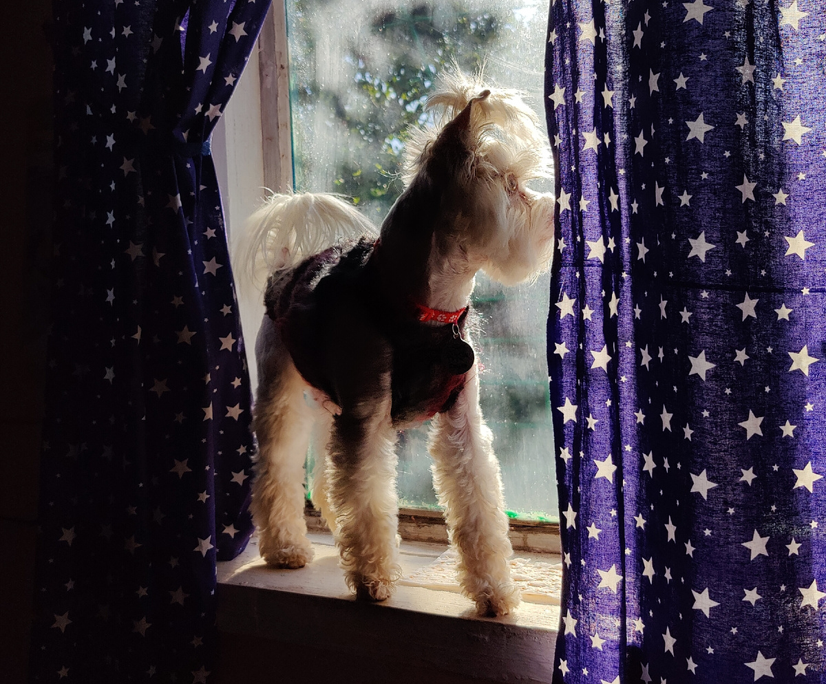 Бивер Берри Блю Йорк терьер Джульетта 