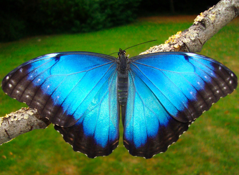 Бабочка Морфо. Источник: foto.my.mail.ru