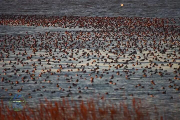 Фото с просторов интернета 