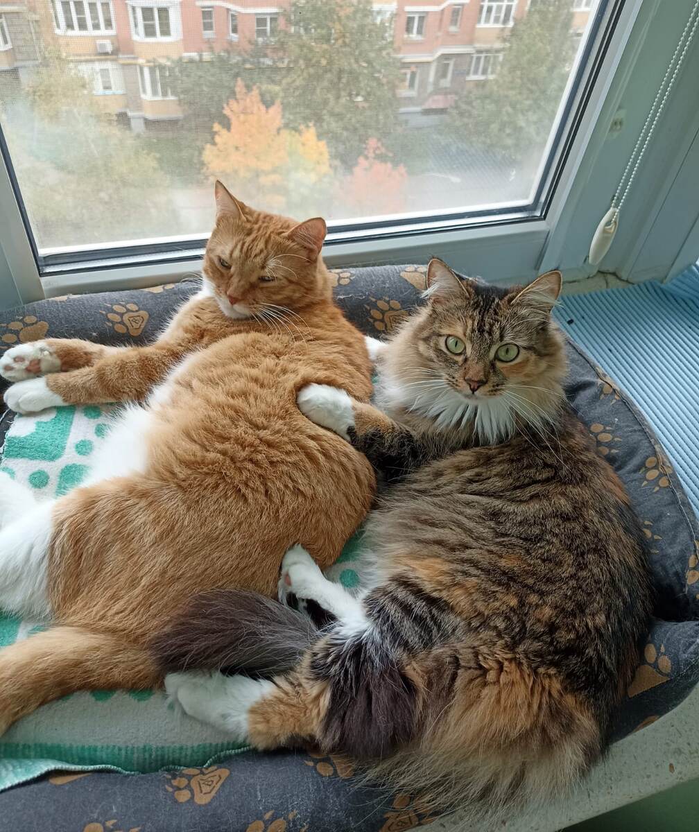 Коты решительно против сворачивания гор!)) 