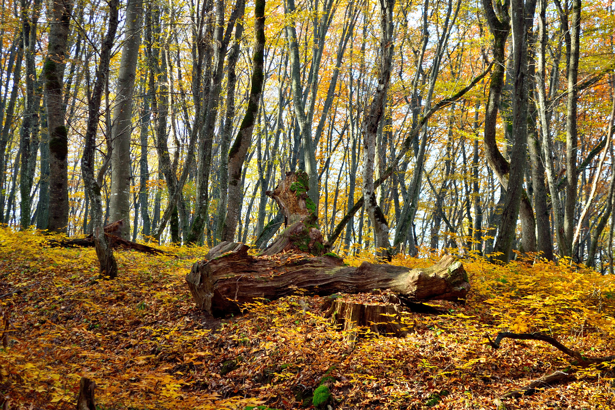 осенний лес. Фото автора