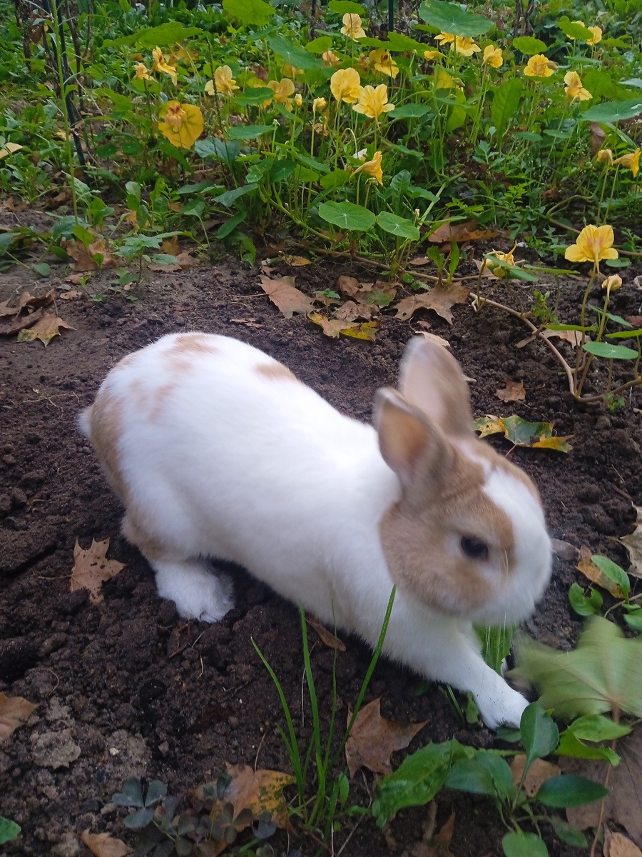 Блиня копает норку