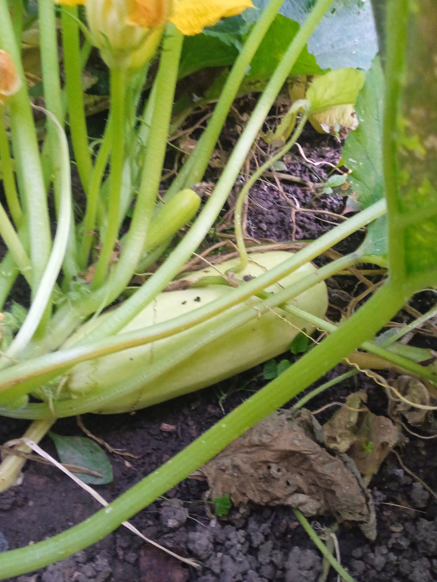 Кабачки продолжают расти! 