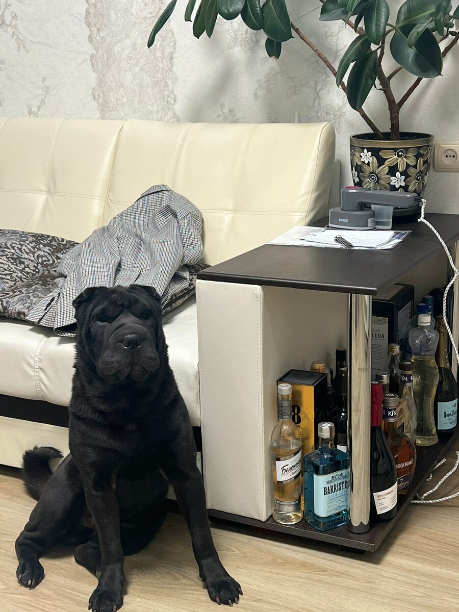 Жорик охраняет меня. Тебя искать перестал. Фото автора.