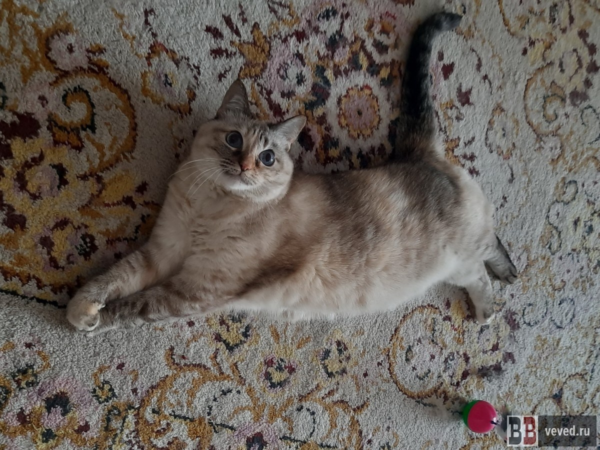     Фото: Вечерние ведомости