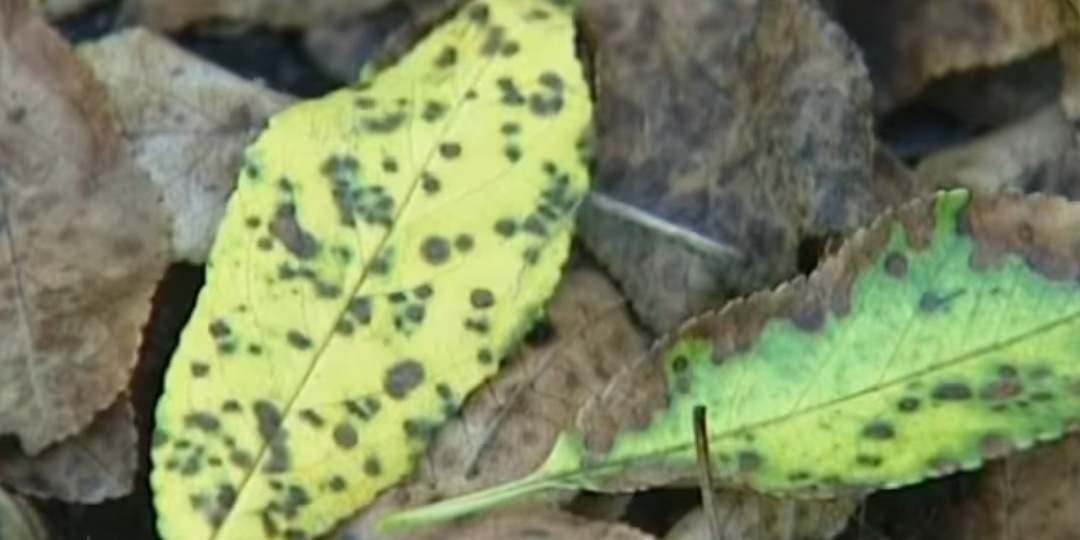 Коккомикоз вишни: причины болезни, признаки, диагностика и способы борьбы