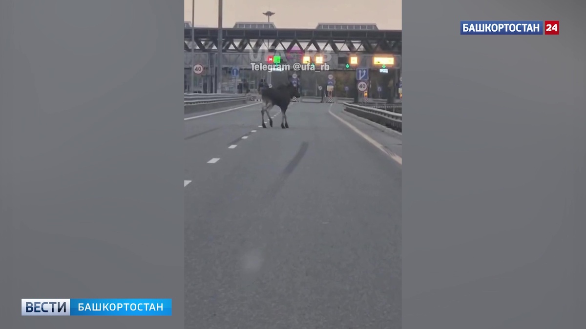    На Восточном выезде из Уфы заметили гуляющего по проезжей части лося