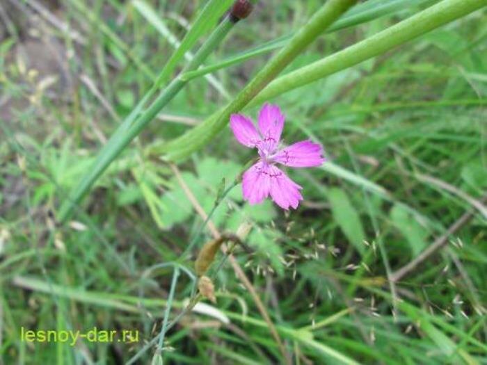Гвоздика травянка (фото с блога "Лесная кладовая"