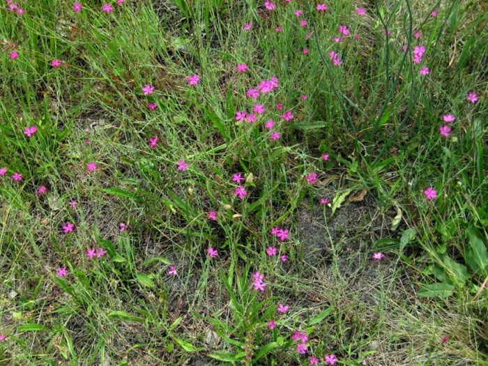 Цветёт гвоздика травянка (фото из архива автора)