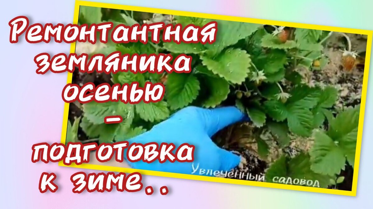 автор статьи