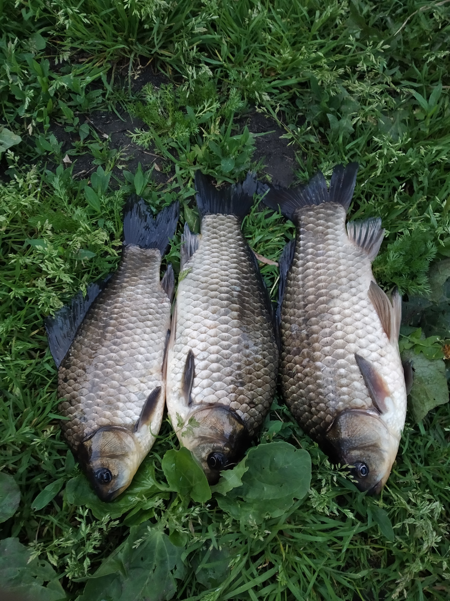 Фото автора ПСР, а не Евстафия