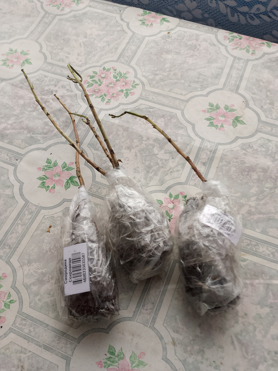 Вот в таком виде три черенка смородины прислали.