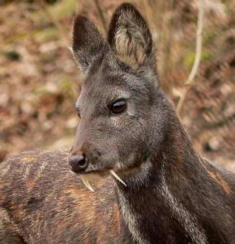 Олень Кабарги