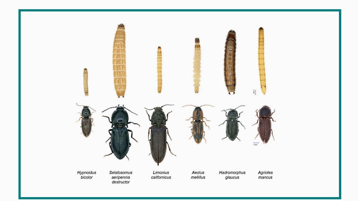 Проволочники бывают нескольких видов.  Все эти жуки -щелкуны.