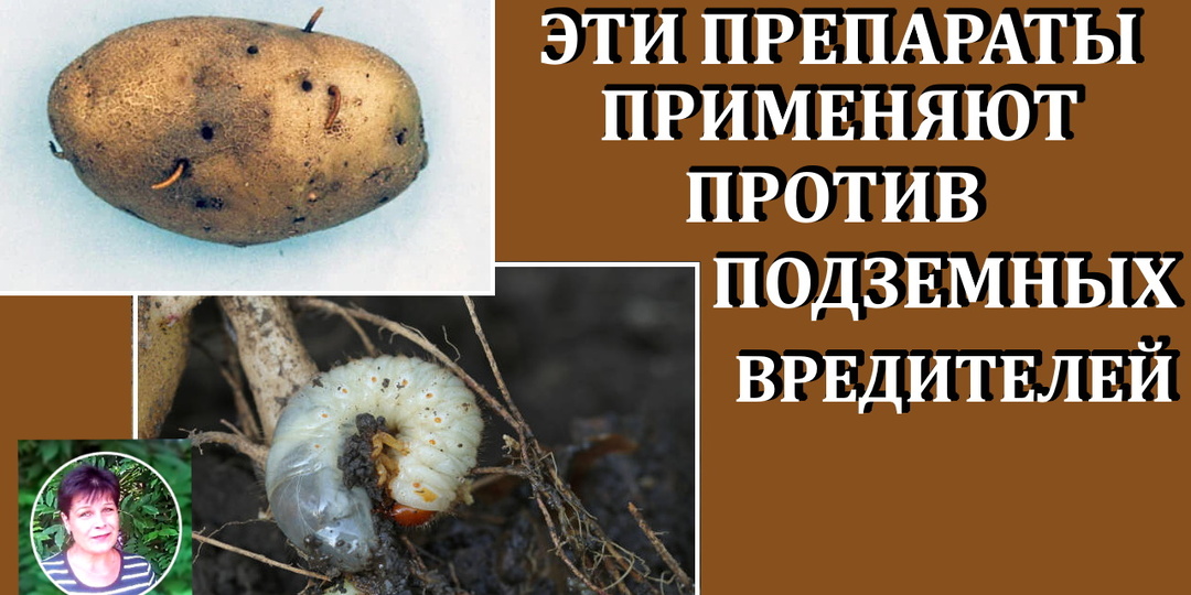 Какие препараты существуют для борьбы с подземными вредителями.