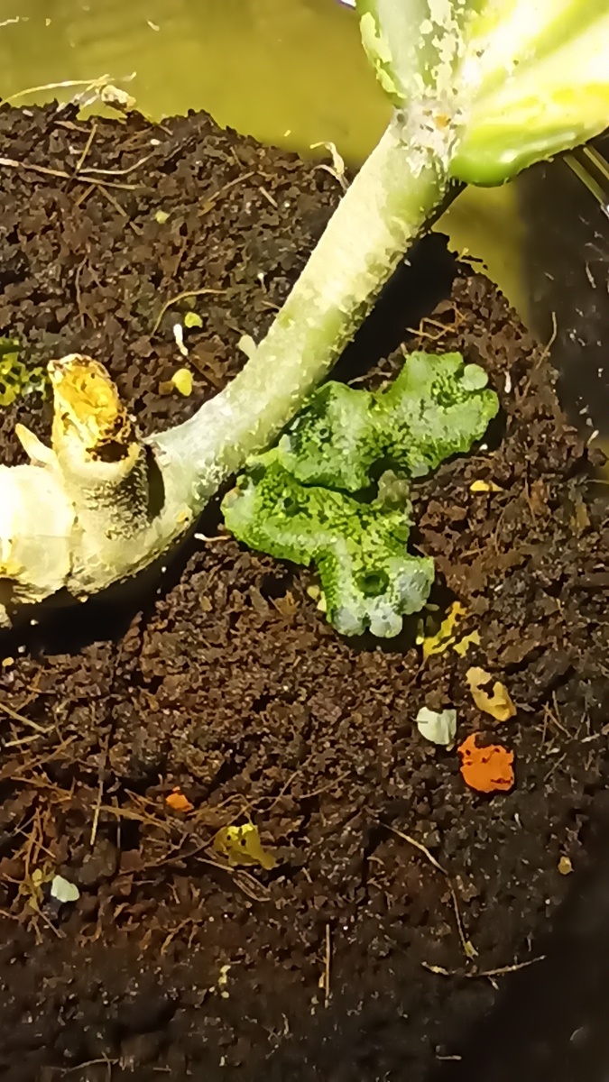 Разве не странное это что - то. Чьи то лапки с присосками. 