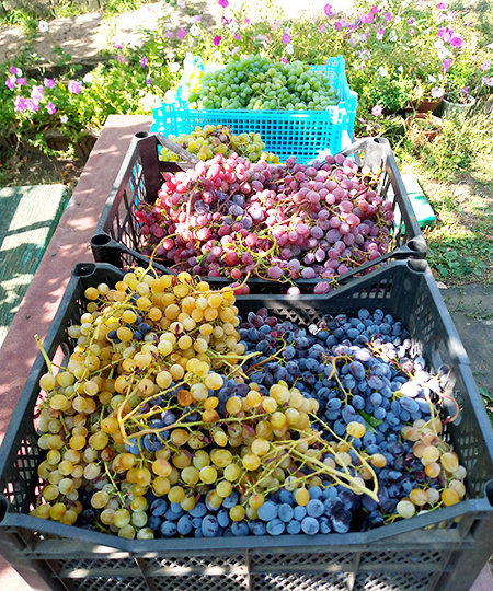 Домашнее вино из столовых сортов винограда.