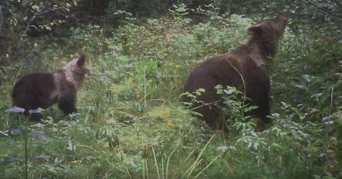 Медведица Маша со своими медвежатами кормится черноплодкой в рябиновом саду. 