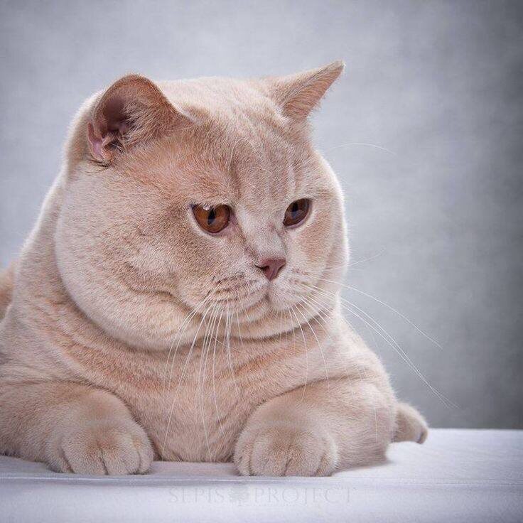 Окрас фавн, британская кошка