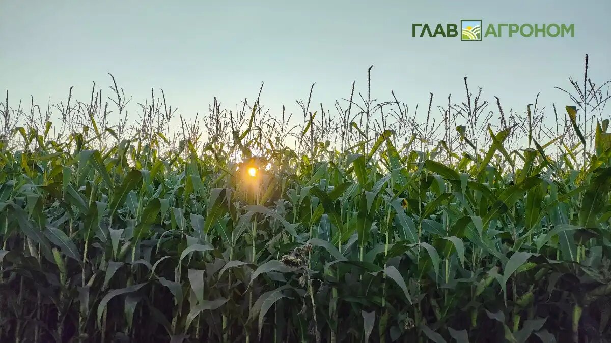 Фото:© Артем Борисов / Glavagronom.ru
На втором Всероссийском форуме селекционеров и семеноводов эксперты определили приоритеты развития российской селекции