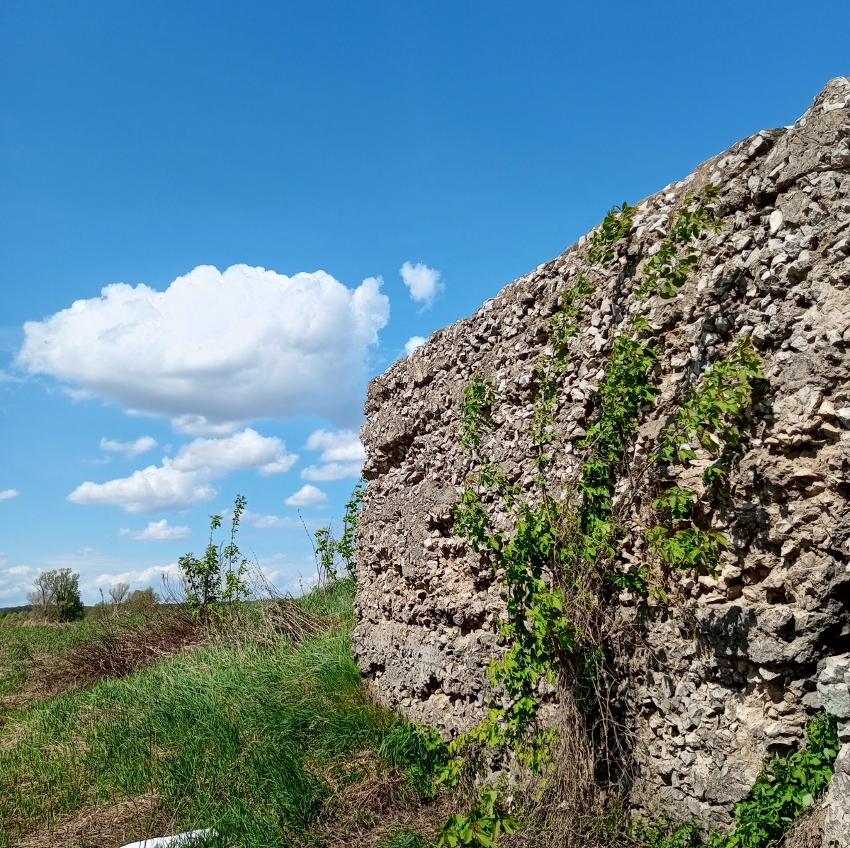 Дерево пустило корни прямо у бетонного устоя старого моста. Малмыжский район, "Козий мостик". Фото автора.
