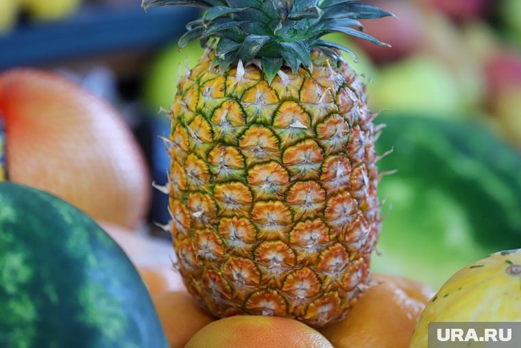    Ананасы можно вырастить даже в курганском климате при соблюдении ряда условий