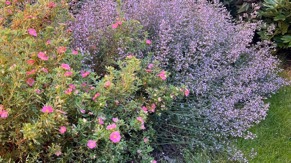 Душевик Котовниковый, Хотите облако в саду?