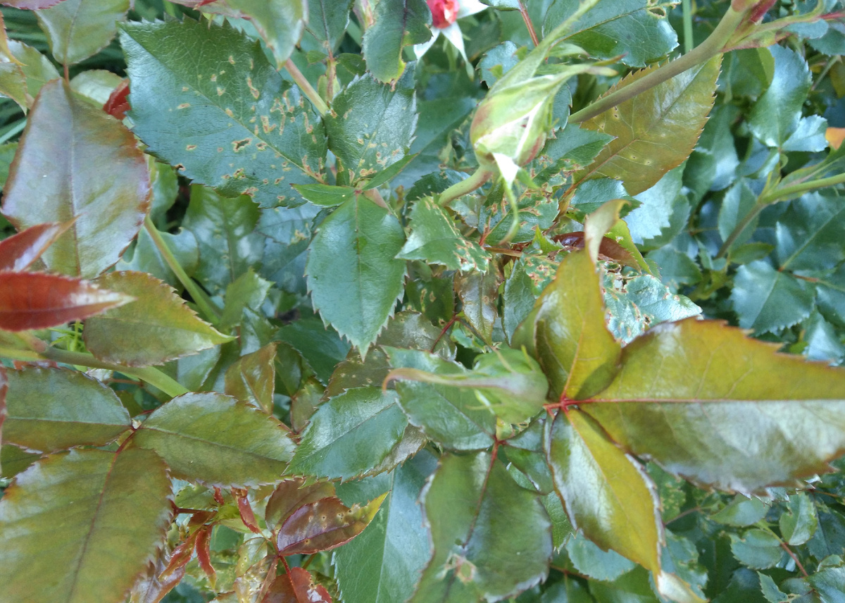 Эн Хендерсон 