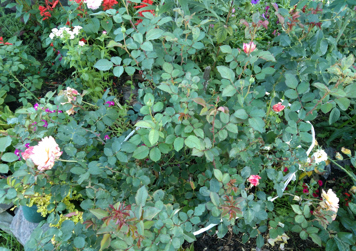 Андре Тюрка