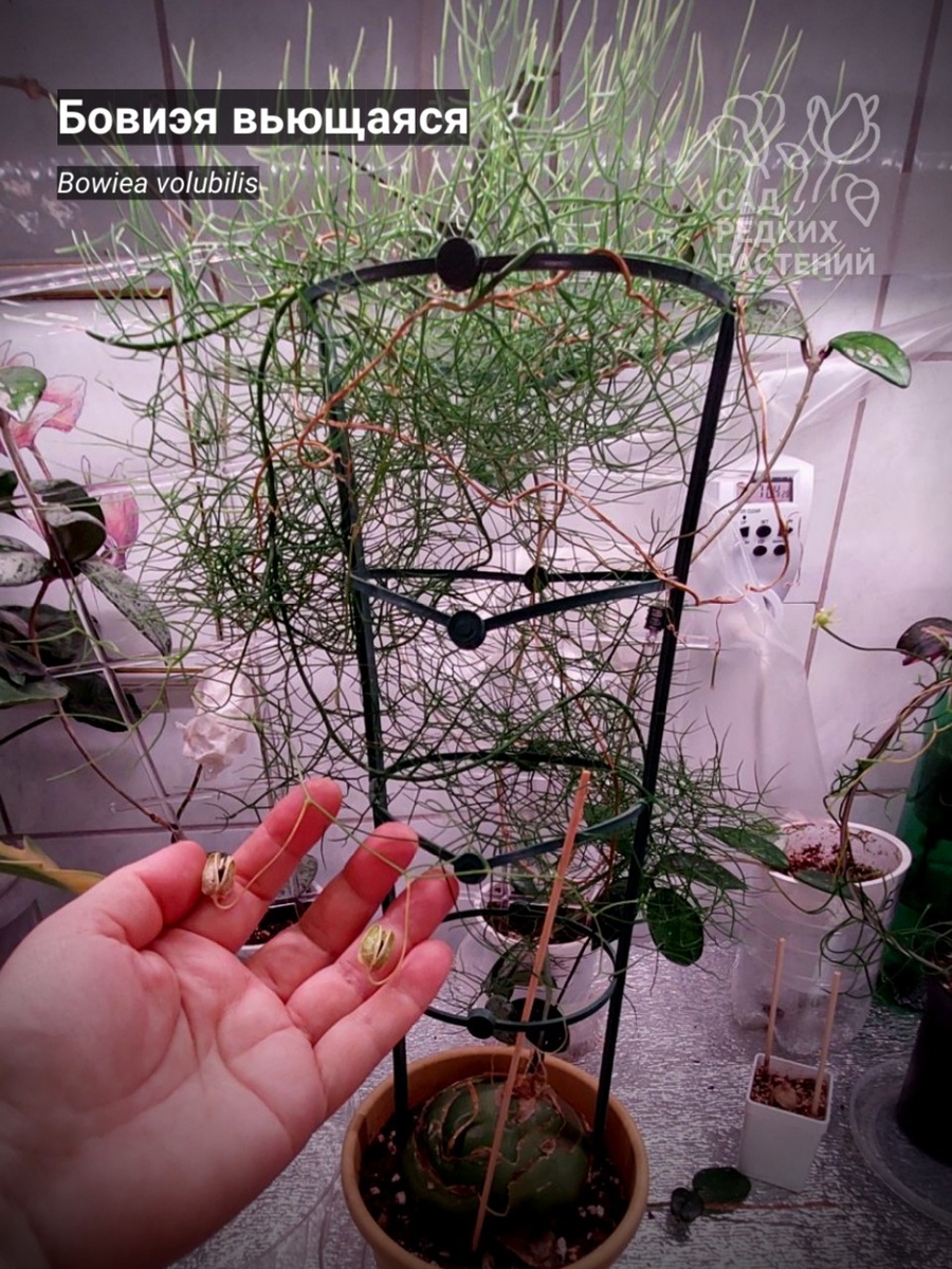 Бовиэя вьющаяся Bowiea volubilis