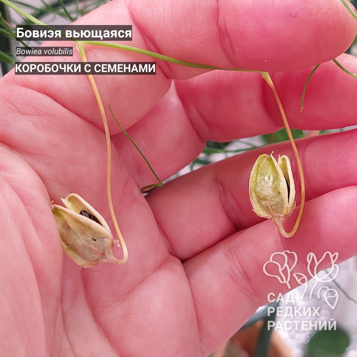 Семенные коробочки бовиэи вьющейся Bowiea volubilis 