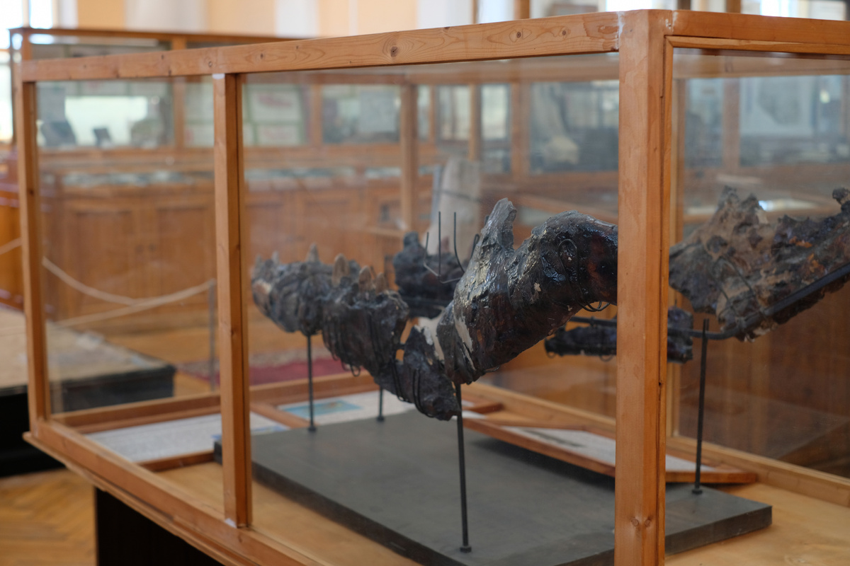 Нижняя челюсть мозазавра в Центральном геологоразведочном музее им. академика Ф. Н. Чернышева в Санкт-Петербурге